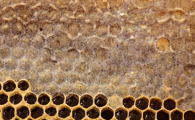 Eine Bienenwabe mit zum Teil schon geschlossenen Waben.
