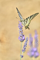M&eacute;l&egrave;zes et montagne enneig&eacute;e 