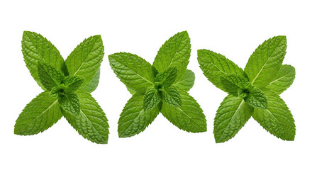 Ai generated image of three fresh mint leaves isolated on transparent background