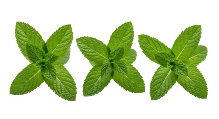 Ai generated image of three fresh mint leaves isolated on transparent background