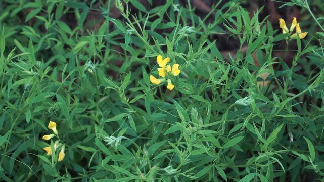 Meadow Vetchling (Lathyrus pratensis L.) blooms radiantly with golden flowers nestled in leafy greenery, celebrating its wild beauty and healing potential.