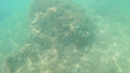 Fototapeta premium Under water Montenegro