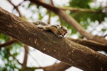 Squirrel shouting on Tree