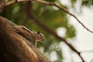 Squirrel playing on Tree
