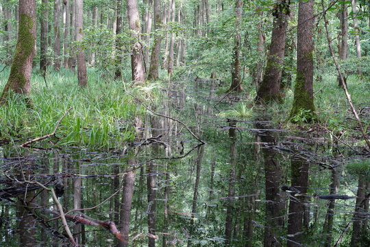 Erlenbruchwald in Niederbarnim bei Wandlitz im Sommer