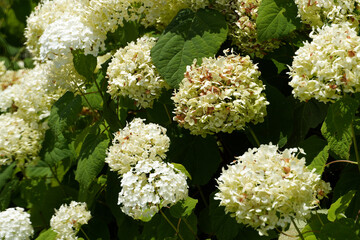Beautiful white Hydrangea arborescens blossoms in full bloom, flourishing in a garden setting with...