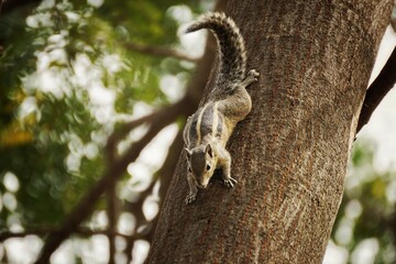 Squirrel on Tree