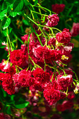 Fototapeta premium red and yellow flowers