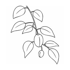 Branch with leaves and fruit plant botanical