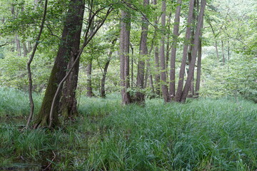Bruchwald im Naturpark Barnim bei Wandlitz im Sommer