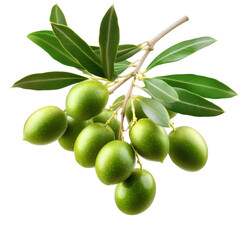Fresh green olives on a branch with leaves isolated against a solid transparent background