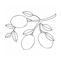 Branch with oval fruits and leaves botanical