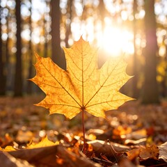 Fototapeta premium Single golden maple leaf backlit by sun, surrounded by fallen leaves on forest floor