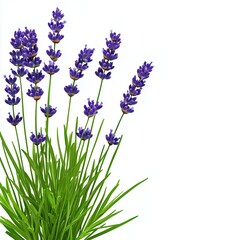 Naklejka premium Vibrant Purple Lavender Flowers on White Background