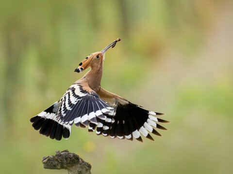 Hoopoe in flight with open wings outdoors in Kaiserstuhl wine region
