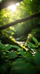 Sunlit Forest Floor: A Serene View of Lush Greenery and Natural Light