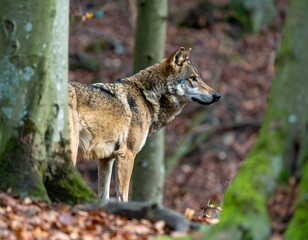 Obraz premium Wolf in a forest at dawn