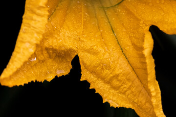 autumn leaf on black background