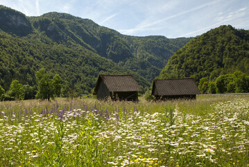 Blumenwiese am  Radweg nach Bohinj