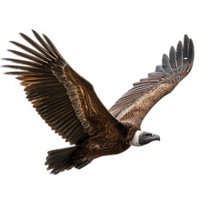 Obraz premium A majestic vulture soars through the sky with its wings spread wide on transparent background