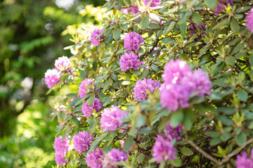 Close-up of vibrant purple rhododendron flowers in full bloom, showing detailed petals and natural beauty of spring flora