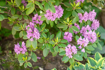 Close-up of vibrant purple rhododendron flowers in full bloom, showing detailed petals and natural beauty of spring flora