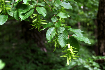Hornbeam (Carpinus betulus), leaves, close-up