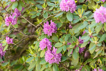 Close-up of vibrant purple rhododendron flowers in full bloom, showing detailed petals and natural beauty of spring flora