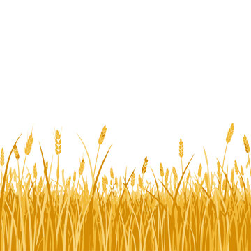 Golden Wheat Field Illustration on White Background