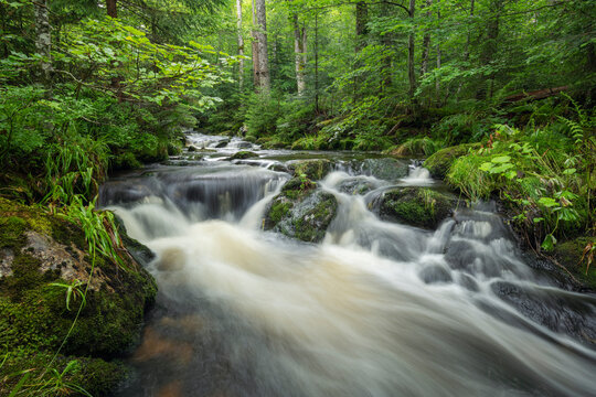 Flowing river in lush Bavarian Forest National Park