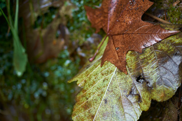 Details of leaves on the ground with ochre and wet colors on a blurred green moss background
