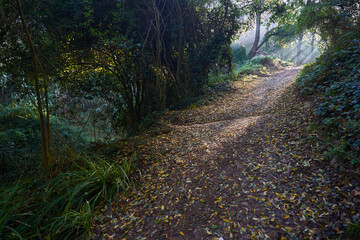 Climb in the middle of a dark forest with the ground covered in dry leaves, trees in the background and the sun's rays entering the path surrounded by green vegetation