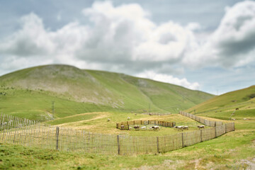 A herd of cows in miniature on top of a green mountain inside a corral surrounded by green grass with the sky and fences below blurred.              