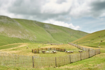 A herd of cows in miniature on top of a green mountain inside a corral surrounded by green grass with the sky and fences below blurred.              