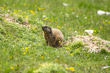 neugierieges Murmeltier auf grüner Almwiese