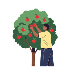 Person Harvesting Apples from Tree. Fruit Picking and Orchard Work Illustration.