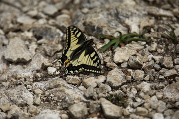 Schwalbenschwanz,Schmetterling