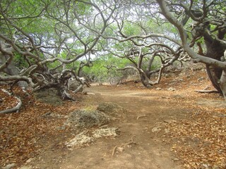 Manchineel Tree Forest Path in Caribbean Park