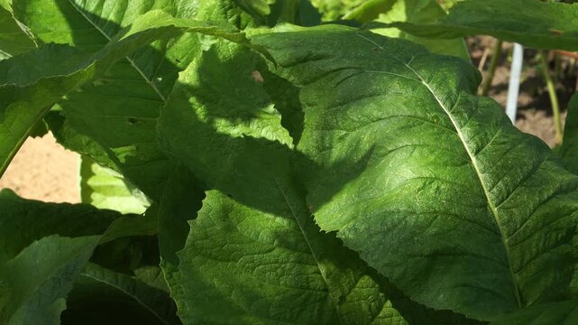 Sunlight plays across Elecampane&rsquo;s vibrant green leaves (Inula Helenium L.) , revealing detailed textures and natural features of this therapeutic plant in summer foliage.