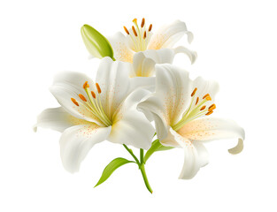 Fototapeta premium Beautiful Madonna lily in bloom isolated on a transparent background