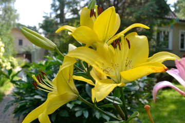 yellow lily blooms in the garden