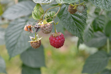 raspberries ripen on a branch