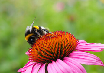 Hummel saugt Nektar von der Blüte des Sonnenhutes