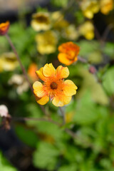 Avens orange flower - Latin name - Geum coccineum Carlskaer
