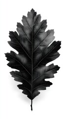 Unique black and white close-up of a large oak leaf displaying intricate vein patterns and textures
