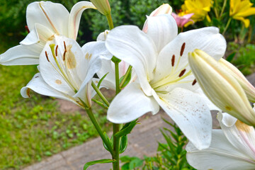 Obraz premium white lily blooms in the garden