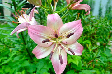 Obraz premium pink lily blooms in the garden