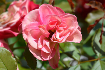 Pink Floribunda rose flowers - Latin name - Rosa Xenia