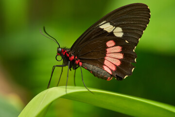 Pink Cattleheart butterfly on leaf