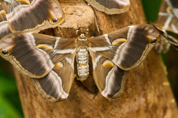Detailed ailanthus silkmoth on tree bark